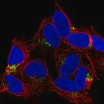 Merck Anti-FAM184A antibody produced in rabbit