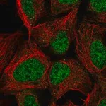 Merck Anti-PMF1 antibody produced in rabbit