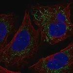 Merck Anti-SHPRH antibody produced in rabbit