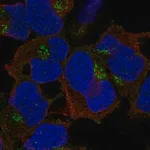 Merck Anti-FAM26E antibody produced in rabbit