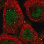 Merck Anti-NR2C1 antibody produced in rabbit