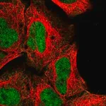 Merck Anti-NR2C1 antibody produced in rabbit
