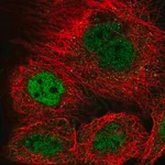 Merck Anti-KANSL3 antibody produced in rabbit
