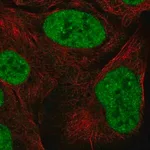 Merck Anti-ZNF792 antibody produced in rabbit