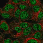 Merck Anti-SPDYA antibody produced in rabbit