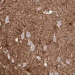 Merck Anti-THOP1 antibody produced in rabbit