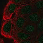 Merck Anti-CBLC antibody produced in rabbit