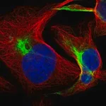 Merck Anti-FBXL19 antibody produced in rabbit