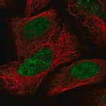 Merck Anti-PAPOLG antibody produced in rabbit