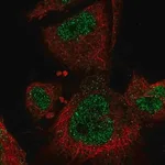 Merck Anti-MAP3K3 antibody produced in rabbit