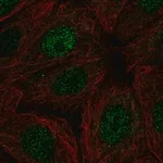 Merck Anti-POLR2I antibody produced in rabbit