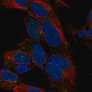 Merck Anti-DLX1 antibody produced in rabbit