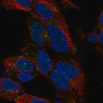 Merck Anti-DLX1 antibody produced in rabbit