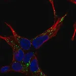 Merck Anti-NELL2 antibody produced in rabbit