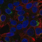 Merck Anti-MALRD1 antibody produced in rabbit