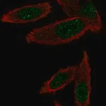 Merck Anti-GEMIN6 antibody produced in rabbit