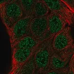 Merck Anti-ZNF488 antibody produced in rabbit