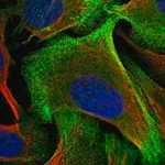 Merck Anti-PALLD antibody produced in rabbit