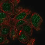 Merck Anti-MBD5 antibody produced in rabbit