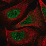 Merck Anti-NR1I2 antibody produced in rabbit