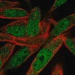 Merck Anti-POLN antibody produced in rabbit
