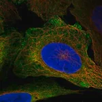 Merck Anti-CD48 antibody produced in rabbit