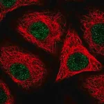 Merck Anti-ORAI2 antibody produced in rabbit