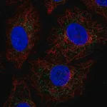 Merck Anti-GADD45GIP1 antibody produced in rabbit
