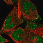 Merck Anti-FBXO41 antibody produced in rabbit