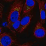 Merck Anti-SPCS1 antibody produced in rabbit
