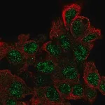 Merck Anti-EPOP antibody produced in rabbit