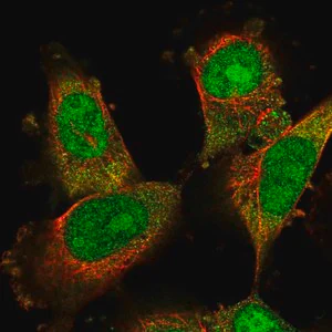 Merck Anti-DDA1 antibody produced in rabbit