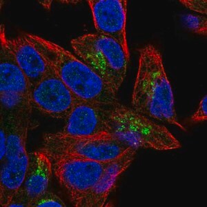 Merck Anti-PGPEP1 antibody produced in rabbit
