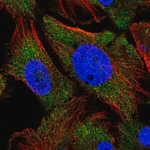 Merck Anti-ARHGEF9 antibody produced in rabbit
