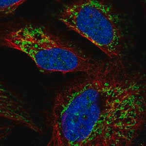 Merck Anti-RIMS3 antibody produced in rabbit
