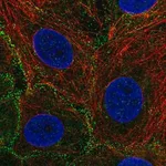 Merck Anti-EPS15L1 antibody produced in rabbit