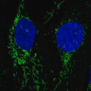 Merck Anti-NLGN2 antibody produced in rabbit
