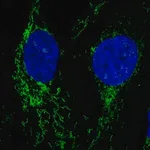 Merck Anti-NLGN2 antibody produced in rabbit