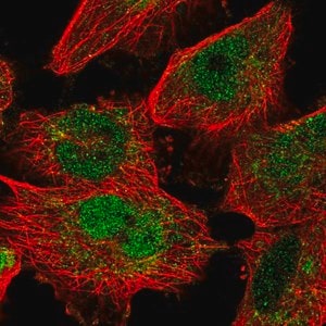 Merck Anti-MAFF antibody produced in rabbit