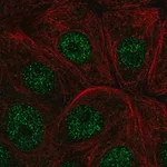 Merck Anti-IER2 antibody produced in rabbit