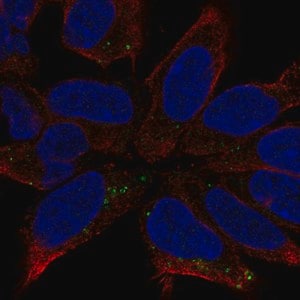 Merck Anti-DCC antibody produced in rabbit