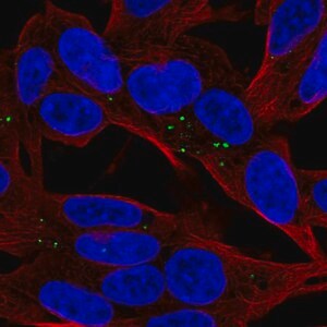Merck Anti-APOL4 antibody produced in rabbit