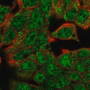 Merck Anti-HHEX antibody produced in rabbit