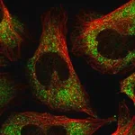 Merck Anti-FXR1 antibody produced in rabbit