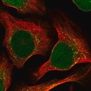 Merck Anti-RRAGC antibody produced in rabbit