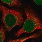 Merck Anti-RRAGC antibody produced in rabbit