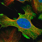 Merck Anti-DDX60L antibody produced in rabbit