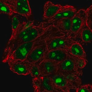 Merck Anti-DPH6 antibody produced in rabbit