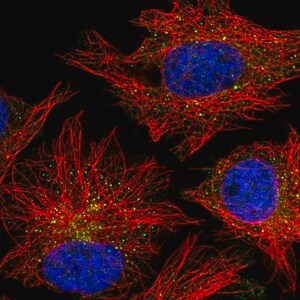 Merck Anti-CARD10 antibody produced in rabbit