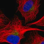 Merck Anti-SEC22C antibody produced in rabbit